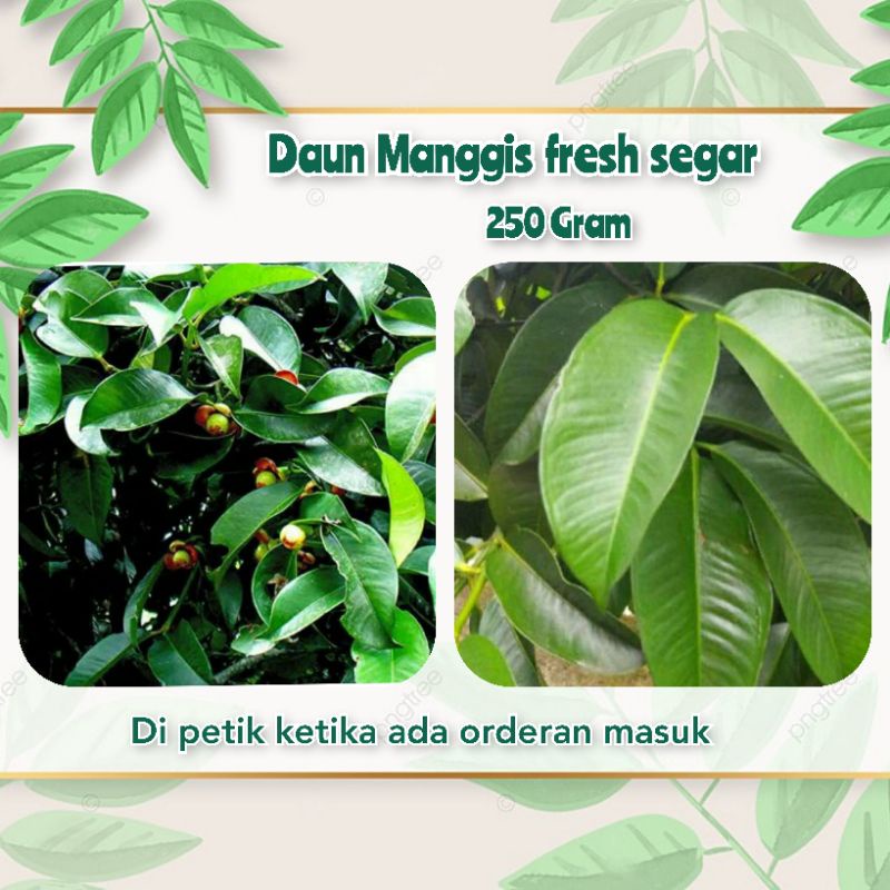

DAUN MANGGIS SEGAR LANGSUNG PETIK 250 GRAM