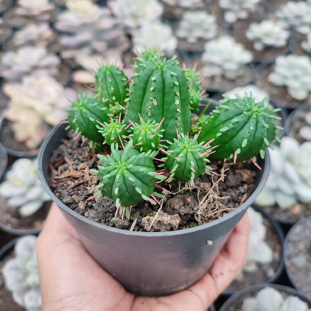 Euphorbia Submamillaris | DP 10 Cm | Kaktus