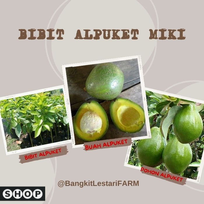 Bibit Alpukat Miki, Bibit alpukat miki asli unggul/alpukat mentega miki asli