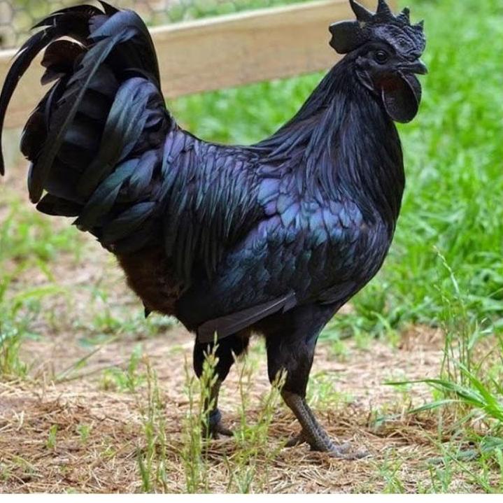 

Mau Hemat4k4Jy telur ayam cemani lidah hitam