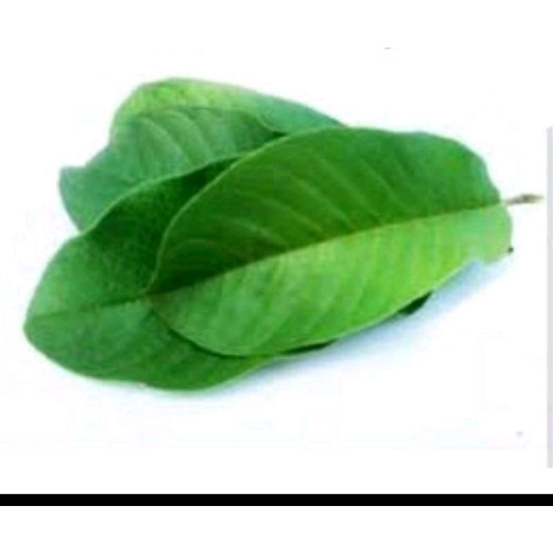 

jual daun jambu biji segar /200g