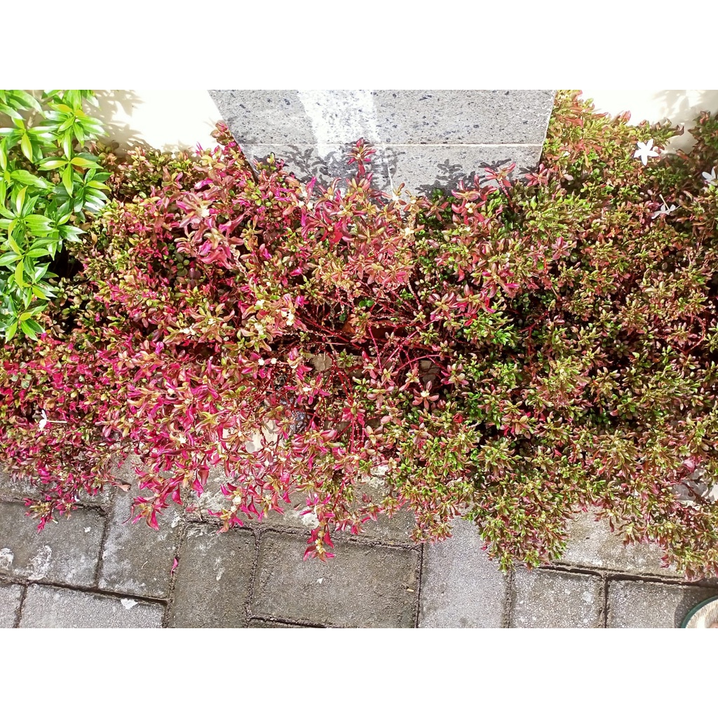 Krokot Hias Merah/Bunga Hias Taman