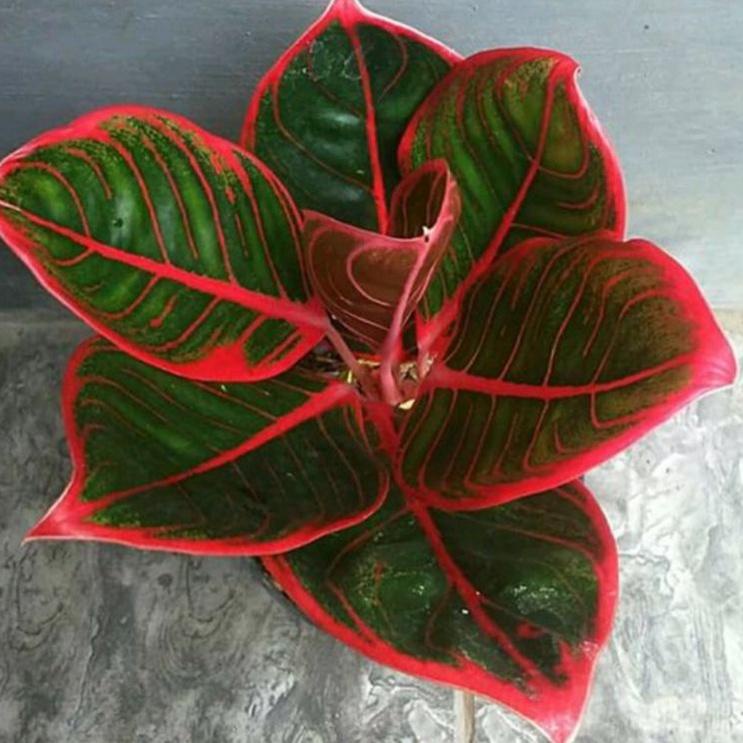 ➲ Aglonema Murah Anakan Khanza ➺