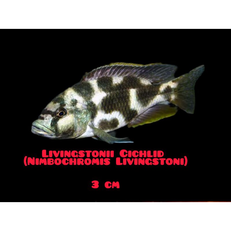 Livingstonii Cichlid (Nimbochromis Livingstoni)