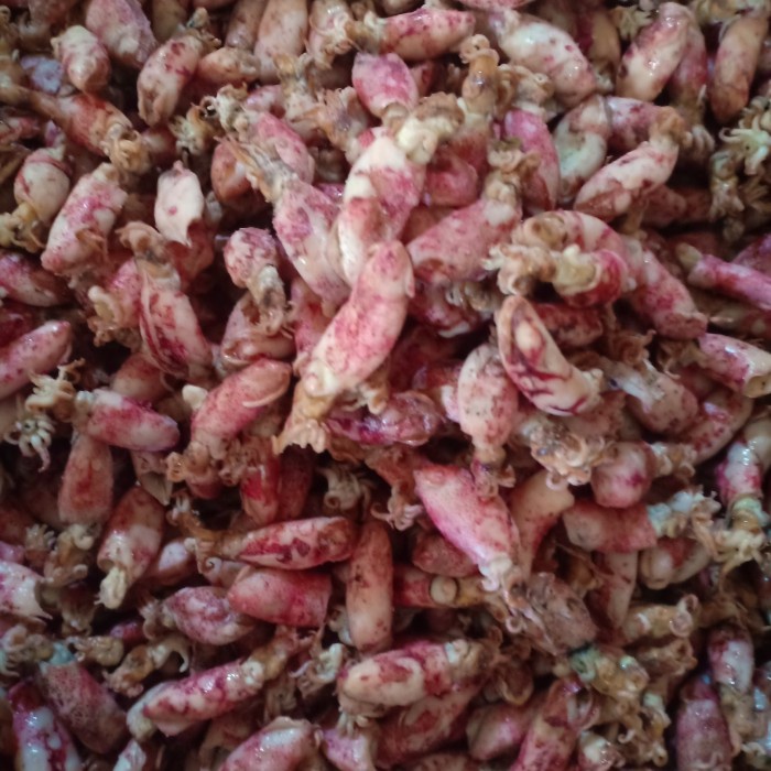 

Baby Cumi Bk/Frozen Per 1Kg