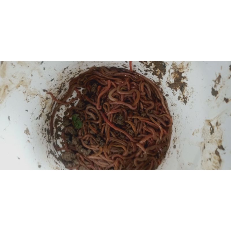 cacing naga/cacing laut