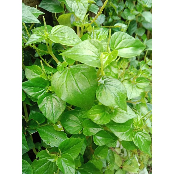 

DAUN SIRIH CINA/KETUMPANG AIR FRES 500 GRAM