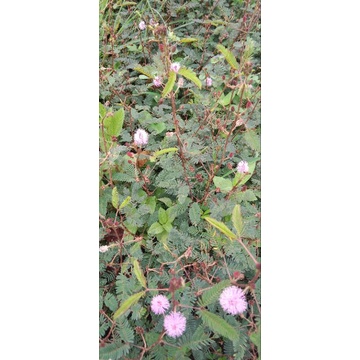 

putri malu segar 250grm