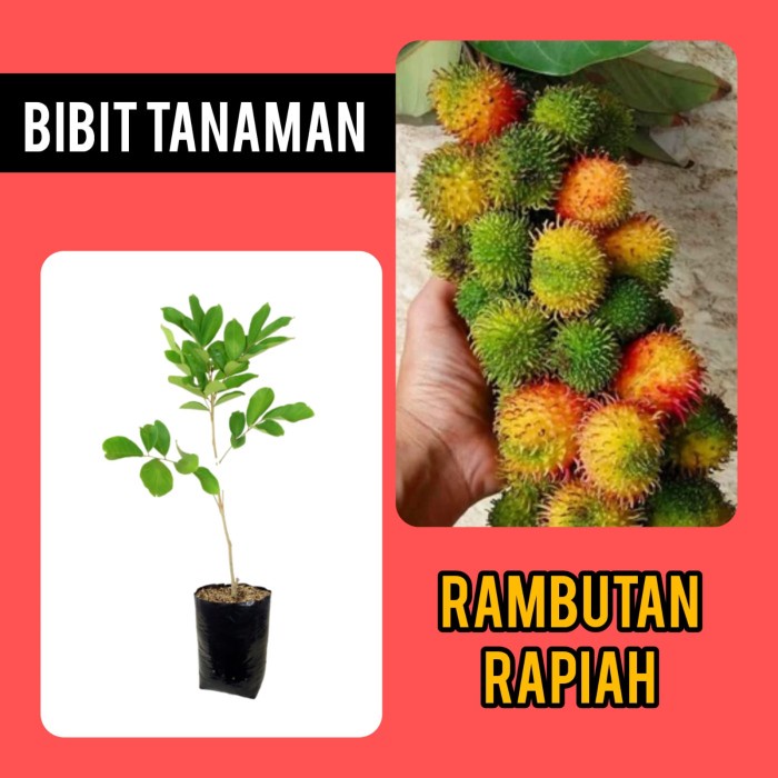 Bibit Rambutan Rapiah / Pohon Buah Rambutan Rapiah DDD