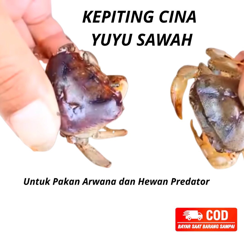 Kepiting cina yuyu sawah hidup segar umpan ikan galatama dan predator perekor