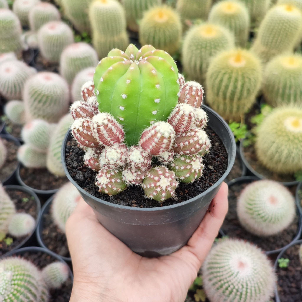 Echinopsis Inermis | D 10 Cm | Kaktus