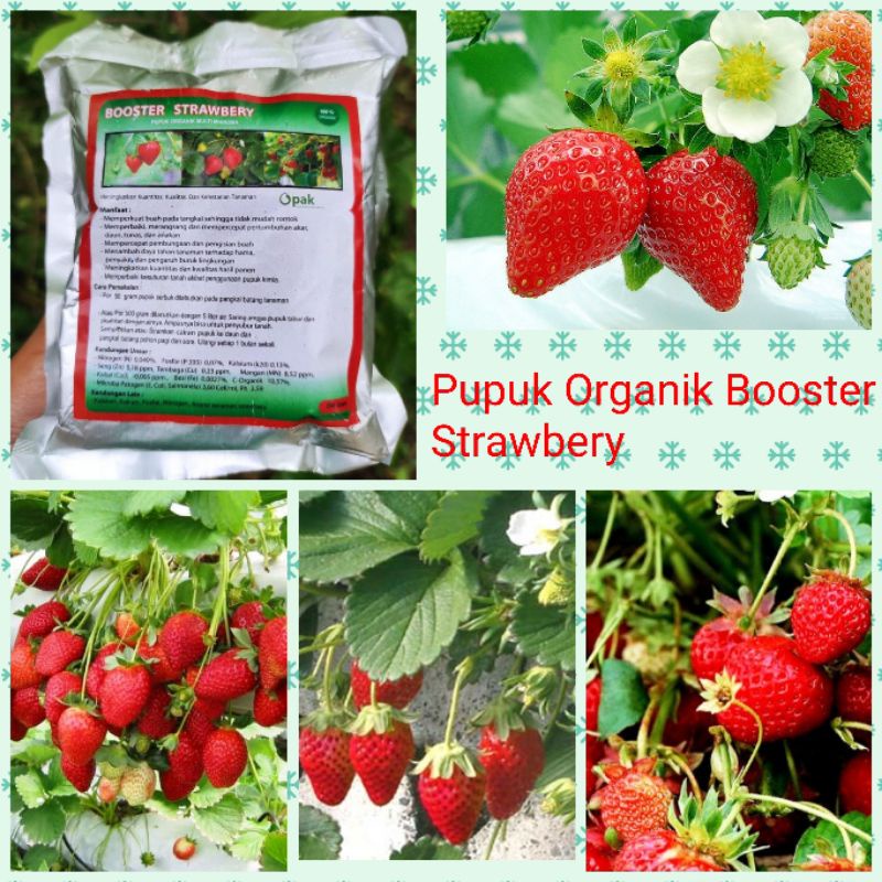 Pupuk Booster Strawberry Organik 250gr | Pupuk Organik Perangsang Buah Strawberry | Pemacu Cepat Ber