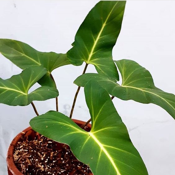 Tanaman hias philodendron adelonema