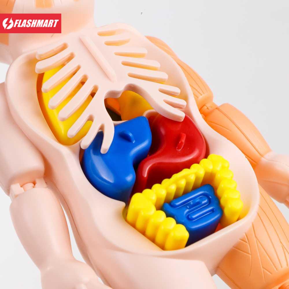 Flashmart Mainan Anak Montessori Body Anatomy Children Toy - DD232