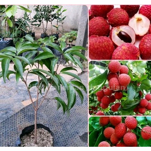 BIBIT TANAMAN BUAH LECI KOM DWARF LYCHEE