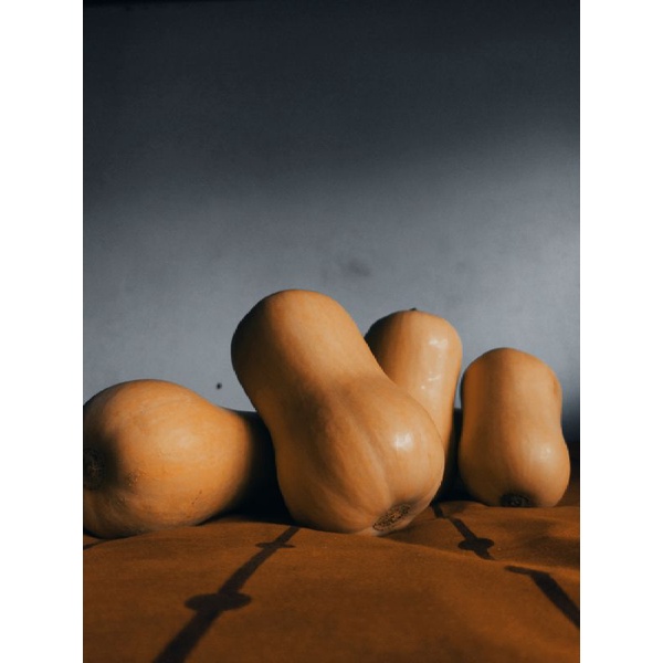 Labu Madu Butternut Pumkin Import Jacqueline
