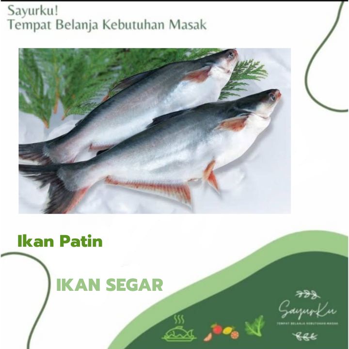 

ikan patin fresh