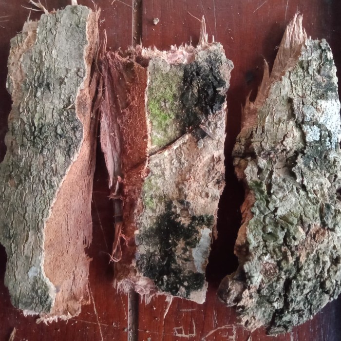 [Ready] Kulit Kayu Pohon Duwet Juwet Jamblang [Peralatan]