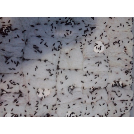 SEMUT JEPANG SANGAT AMPUH 