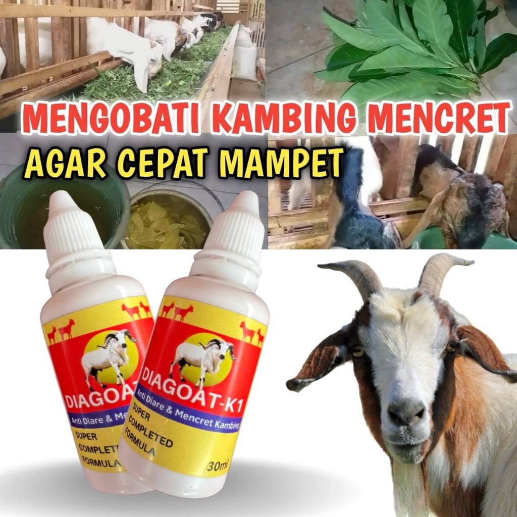 Obat Diare Mencret Kambing Domba Ampuh DIAGOAT K 1 FEZONE