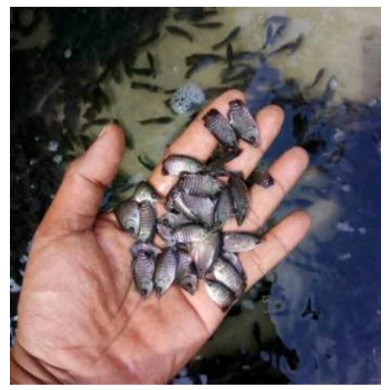 Gurame soang ukuran jempol paketan 25 Ekor