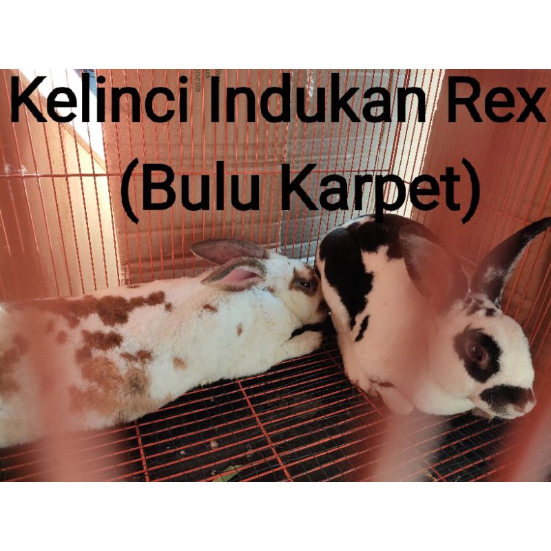 Kelinci Indukan Rex | Indukan Fuzzy Lop | Indukan Lokal