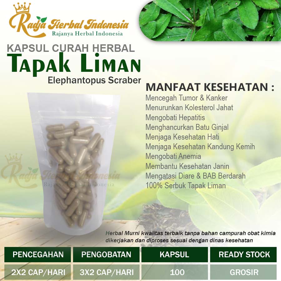 TAPAK LIMAN 100 Kapsul Herbal Tumor Amandel Peradangan Nyeri Haid Hati
