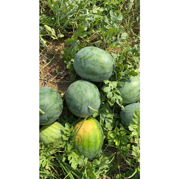 JUVE MERK BENIH SEMANGKA NON BIJI TERBAIK DAN NO 1 YANG ADA DI INDONESIA