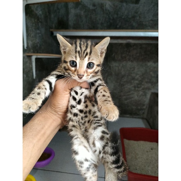 anak kucing f1bengal/f1hybrid