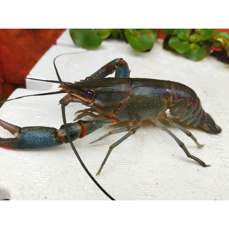 

Indukan Lobster Siap Pijah 1set isi 8ekor Size 5inchi