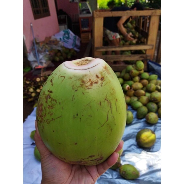 FCW - Buah Kelapa HIJAU (Hanya Air Tanpa Batok)