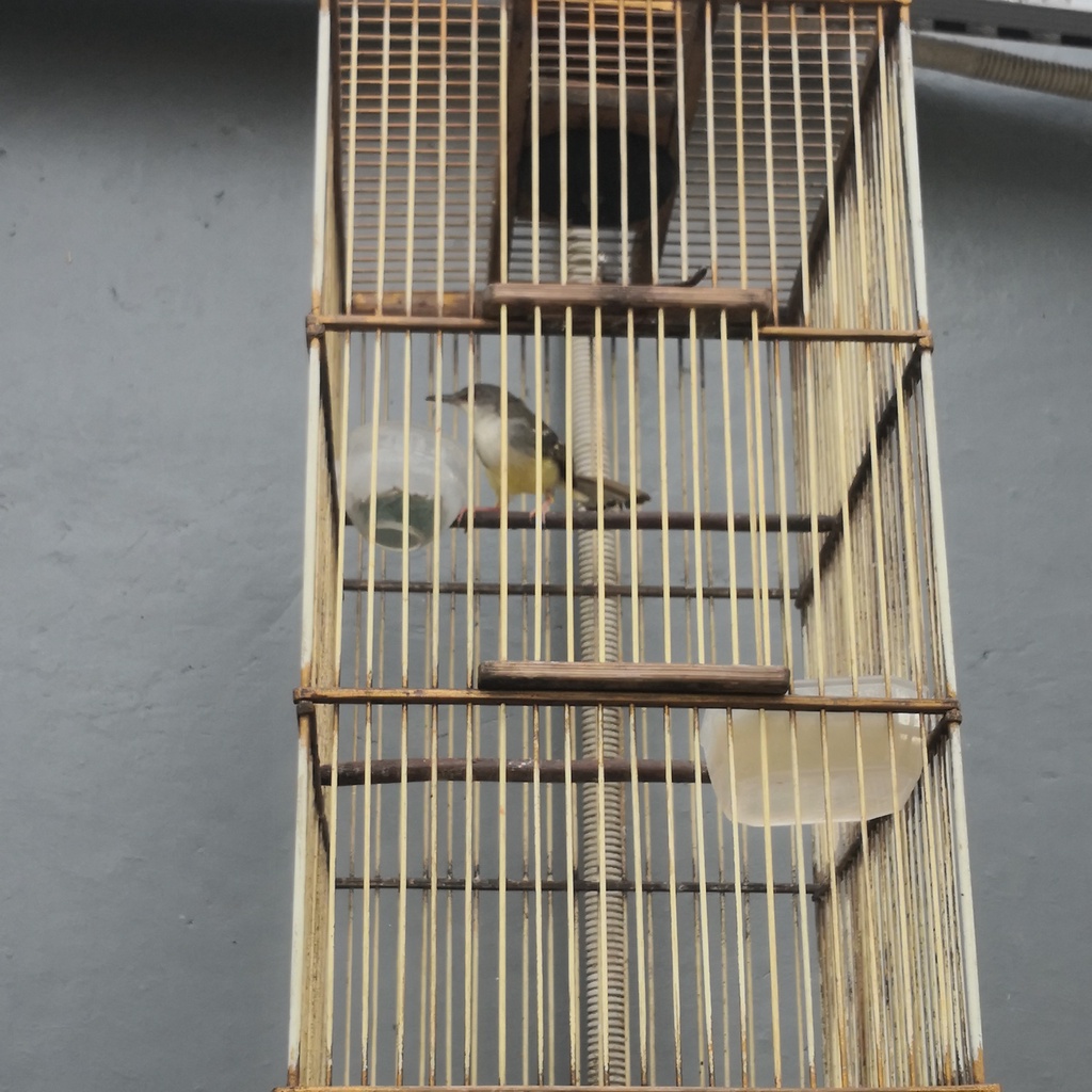 Burung Prenjak Putih Ciblek dakun 100% Jantan bahan pilihan