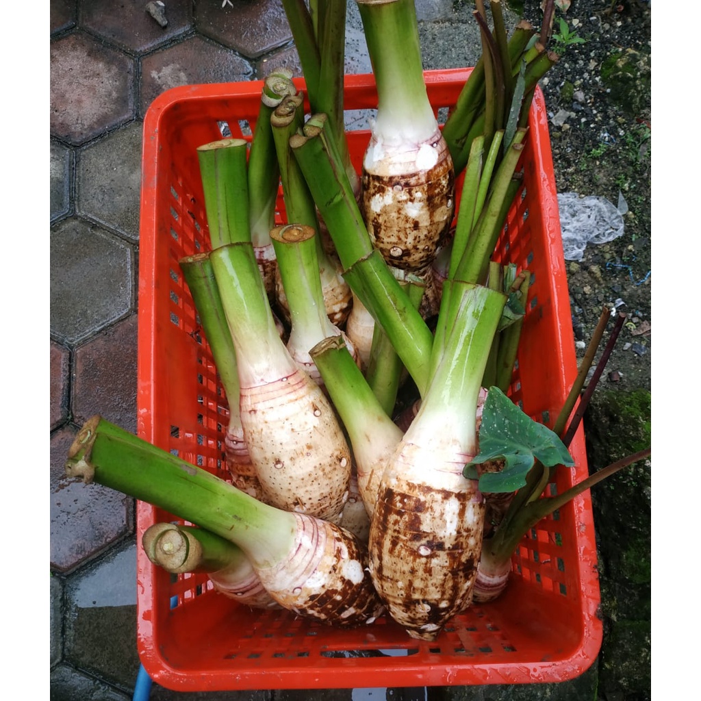 

ubi talas bentul keladi cina 1kg
