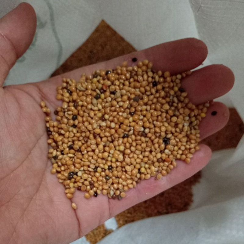 yellow milet 1kg/ milet kuning / milet pakan lovebird kenari falk