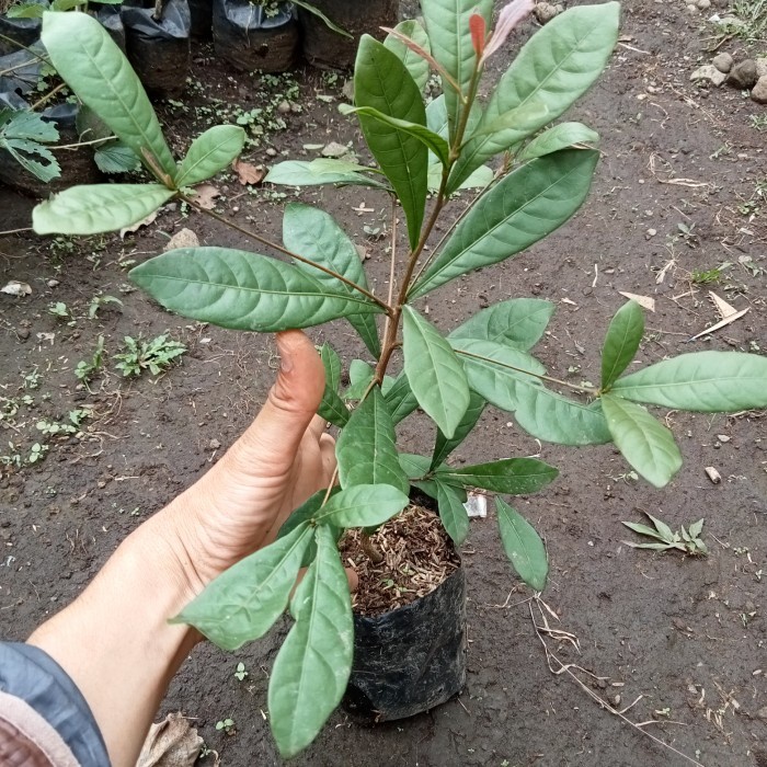 bibit tanaman pohon magic fruit buah ajaib miracel fruit 00222 MM