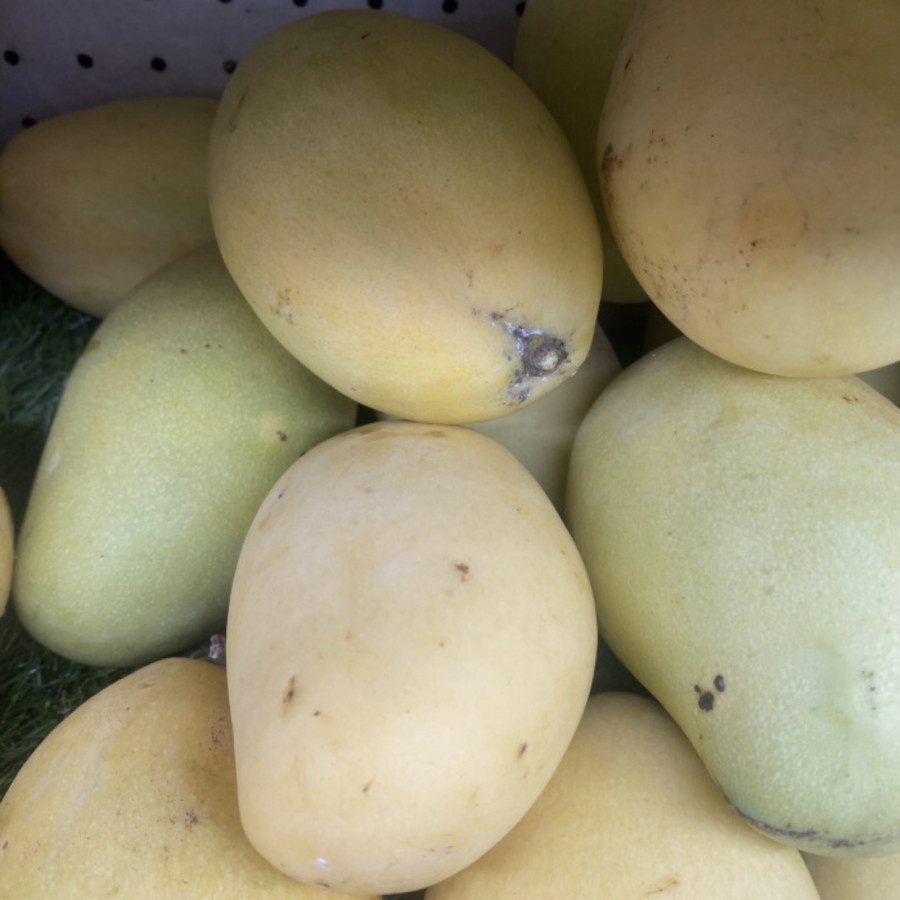 

Mangga Thailaind Dokmai Fresh 1 kg