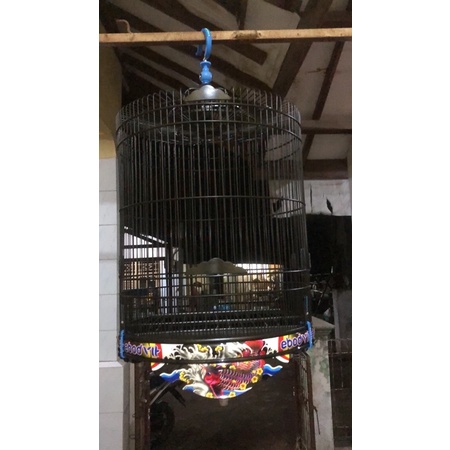 KANDANG MURAI EBOD TEBOK PVC ORIGINAL 100% // MURAI EBOD VIT // MURAI EBOD STRONG