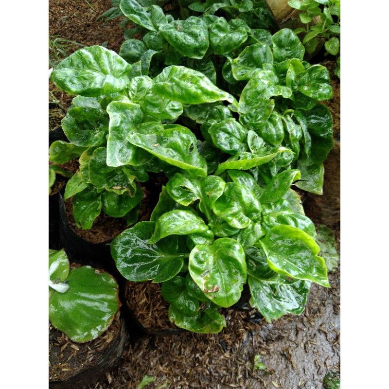 Bayam Brazil / bibit stek