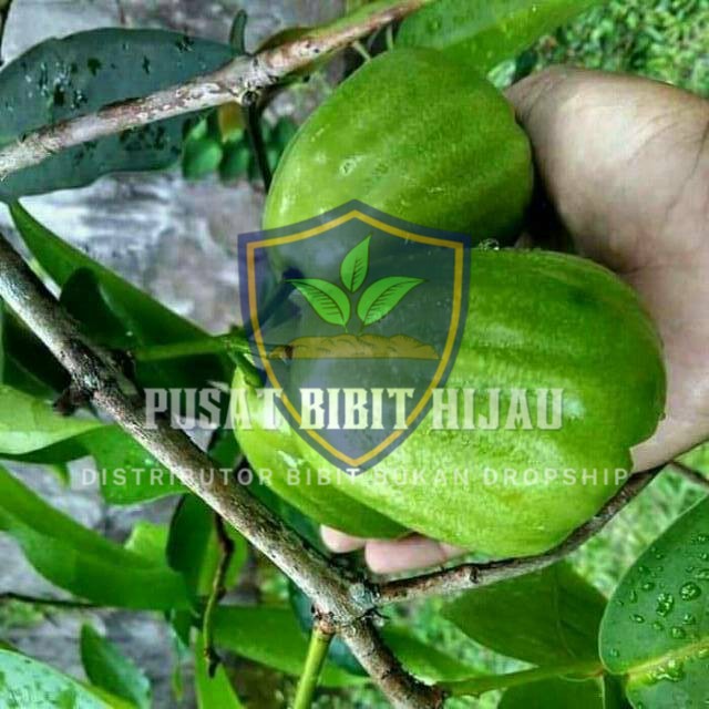 Bibit Jambu Air Kiojok Pohon Cepat Tumbuh Subur