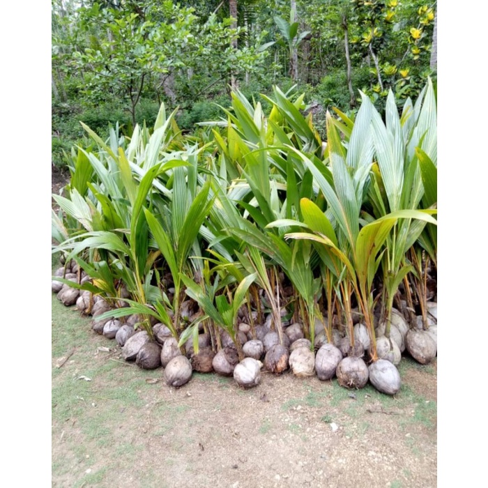 Bibit Buah KELAPA HIBRIDA / bibit pohon kelapa hibrida hijau yes