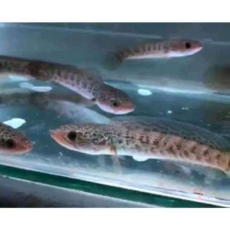 Auranti 5-7/10-13cm|auranti maculatta grade A++