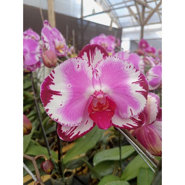 anggrek bulan premium yupin lady pink batik pinggir merah maroon phalaenopsis hybrid bunga jumbo kon