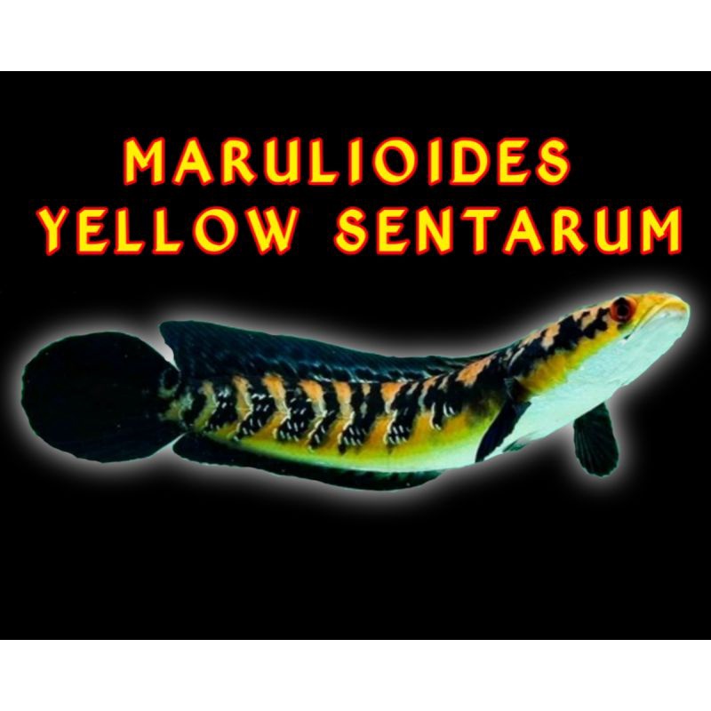 maru ys 8-16 cm berkualitas