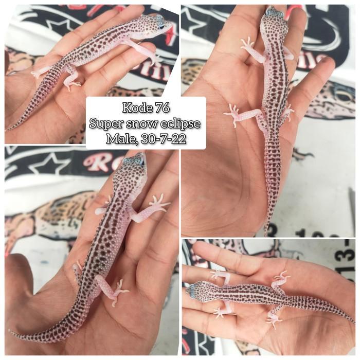 Leopard Gecko Super Snow (Pied) Dapat seusai foto