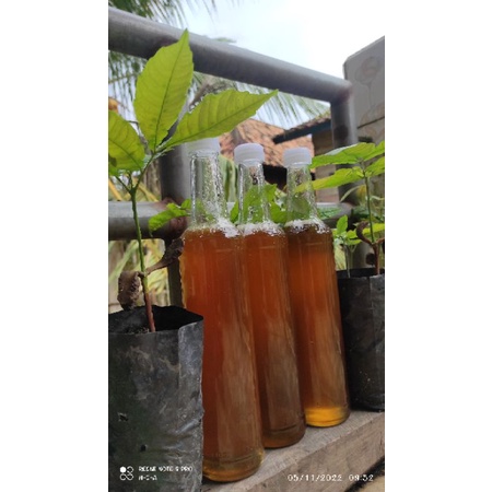 

madu hutan liar asli