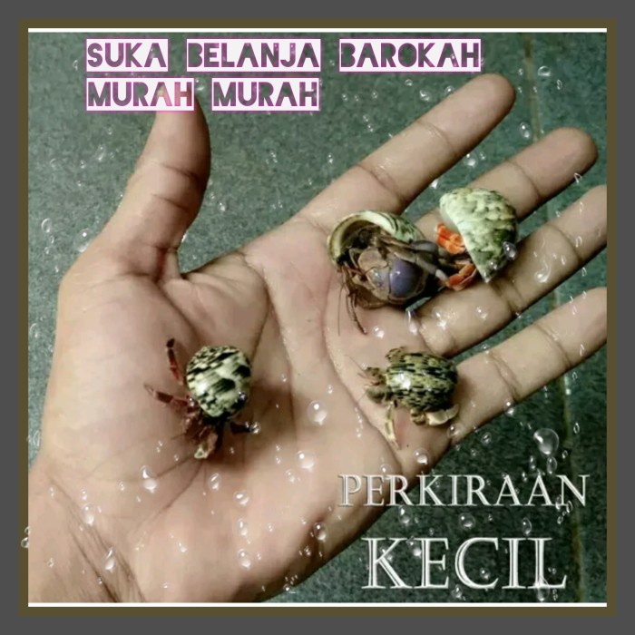 [Sendok Bebek] Kelomang Umang Pompongan Keong Kecil/ Hiasa Rumah /Termurah /Diskon [Peralatan]