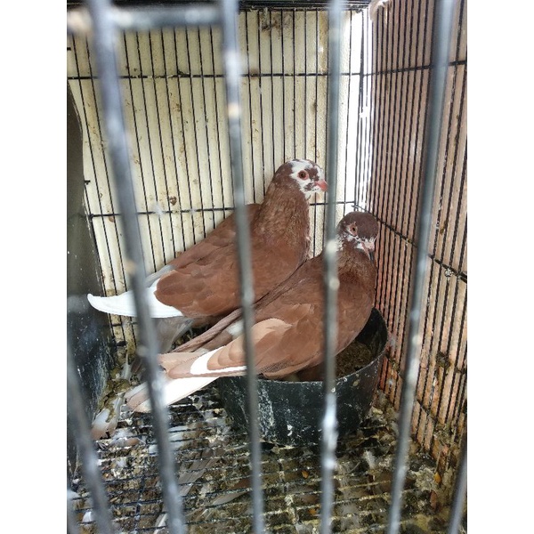 Burung merpati dara sepasang