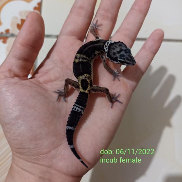 Leopard gecko black night gecko pure line (hitamnya hampir mantap)