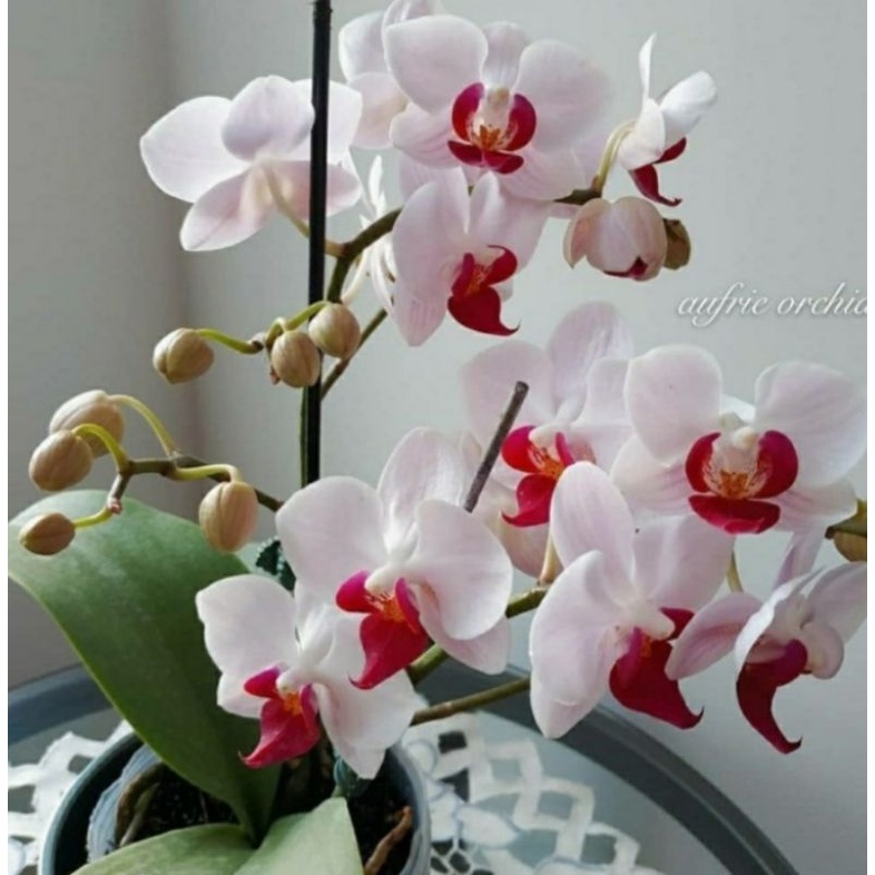 tanaman hias anggrek bulan remaja enobi