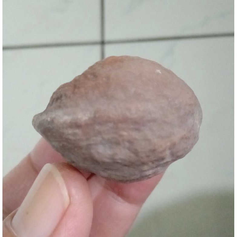 Kemiri Adu Muncang Adu Yanti Thanos Rajabatok Ori Tua Jatohan